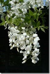 Wisteria 'Shiro Kapitan'