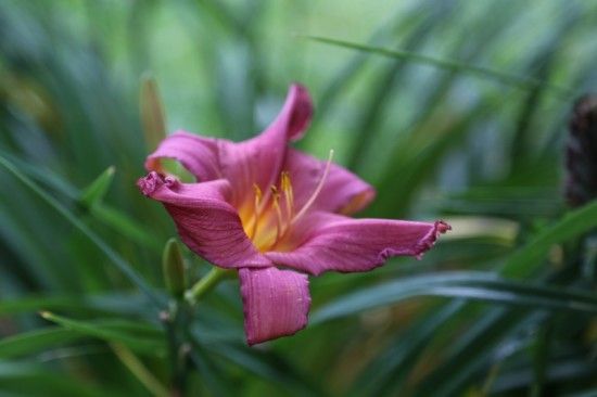 8 Hemerocallis 'Summer Wine'