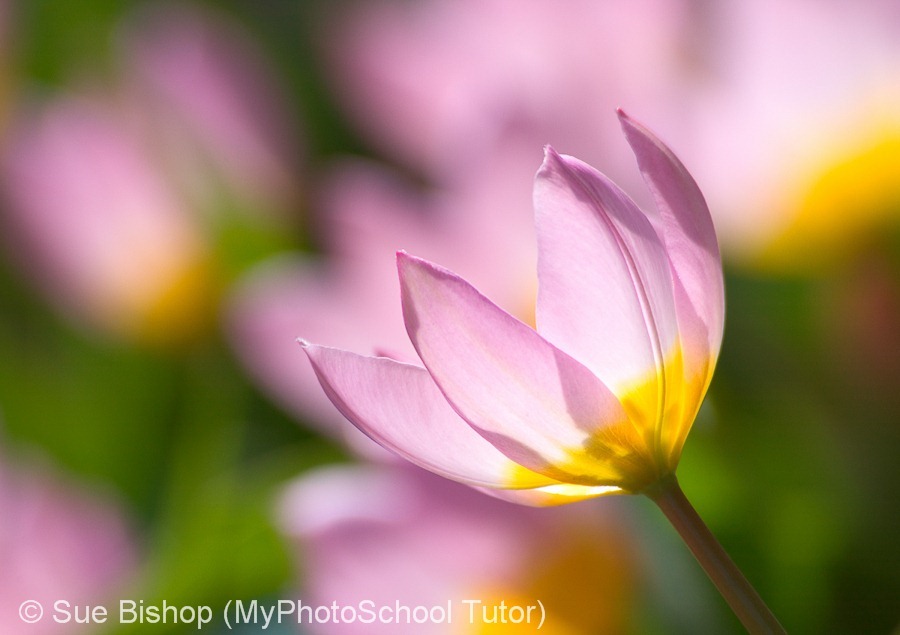 simple flower photography