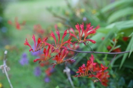  Crocosmia x crocosmiflora