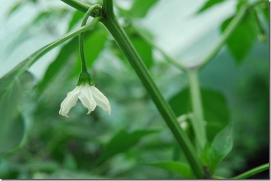 Chilli flower