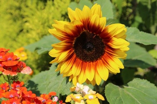 3 Exotic sunflower colour (1280x853)