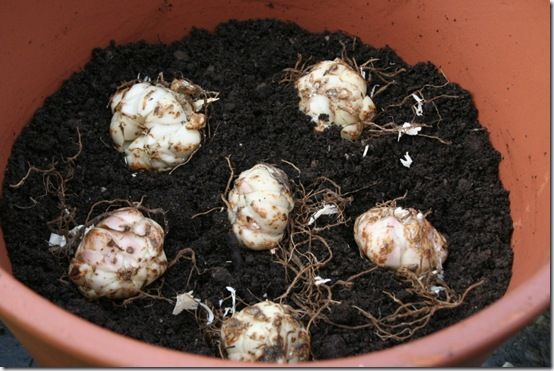 Lily bulbs in pot - close