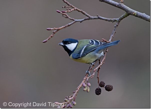 Bird Photography, David Tipling, RSPB, How to Photograph Birds, Garden Birds, Bird Food, perch, feeder, 