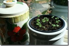 Basil seedlings