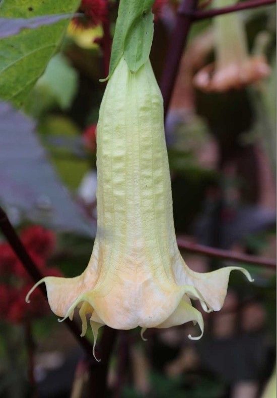 5 Datura suaveolens (556x800)