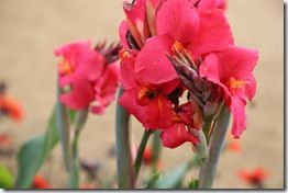 Canna Flower 