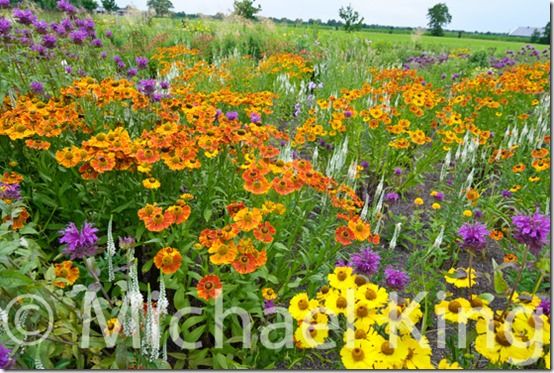 Monarda 'Scorpion', Veronica 'Inspiration' and Helenium 'Waltraut'