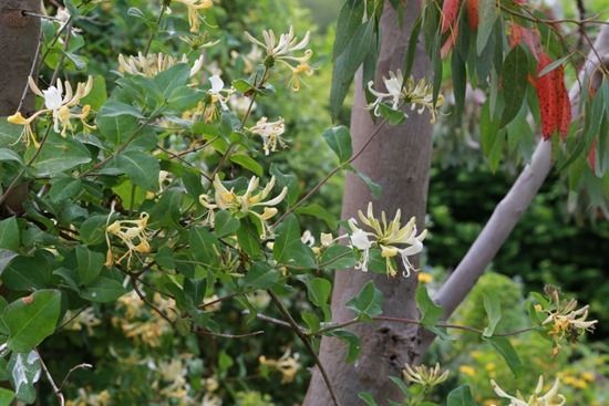 6 Lonicera 'Graham Stuart Thomas'