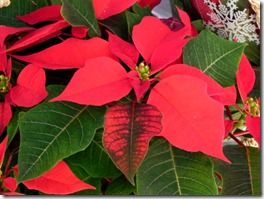 Red poinsettia 2