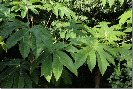 2 Tetrapanax papyrifer