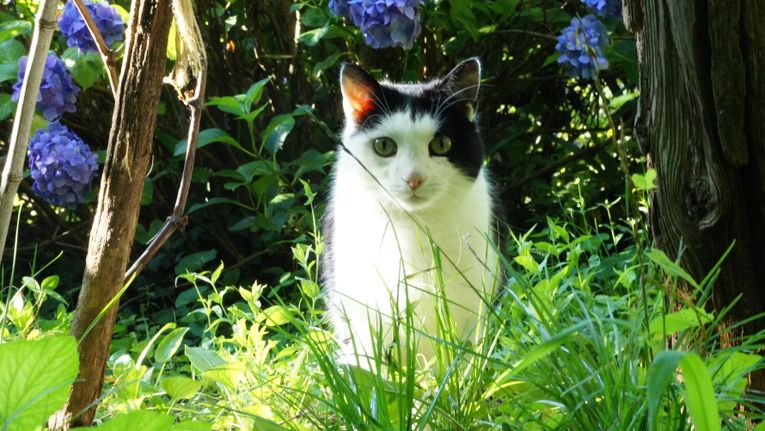 Cat garden store