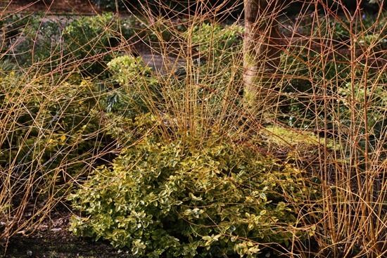 3 Euonymus under cornus