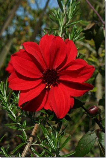 Dahlia 'Bishop of Llandaff'