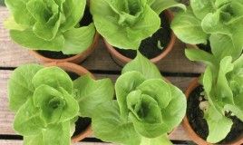lettuce seedlings 2
