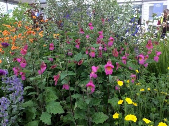 Rehmannia 'Walberton's Magic Dragon'