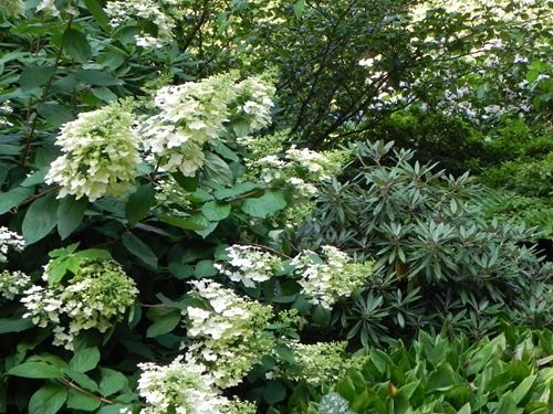 3 Hydrangea paniculata 'Unique'  (2) (1280x960)