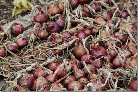 Drying onions 