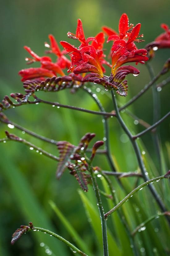 CROCOSMIA