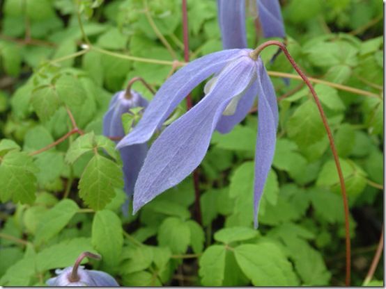 Clematis alpina Blue Dancer