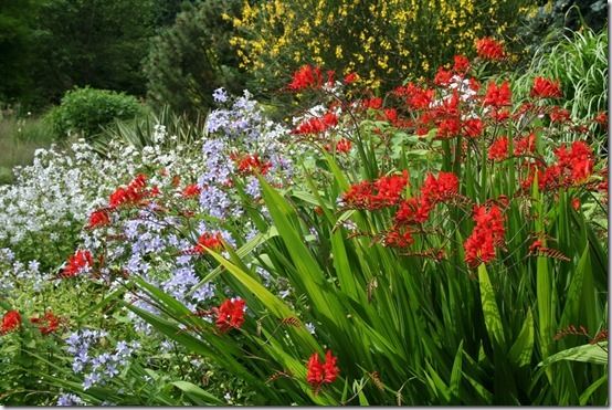 9 Crocosmia 'Lucifer', 10 Great Perennials To Grow For Cutting