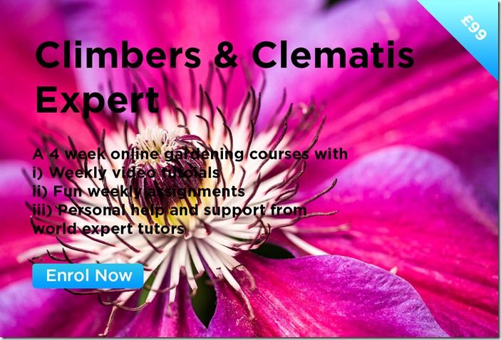 Climbers & Clematis Expert