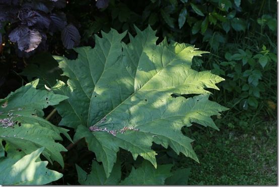 8 Rheum palmatum 