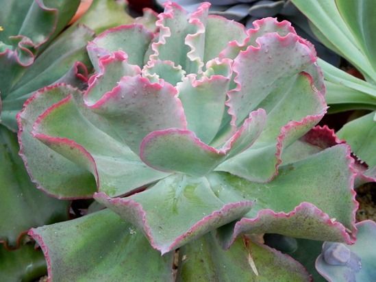 How to Grow Cacti & Succulents