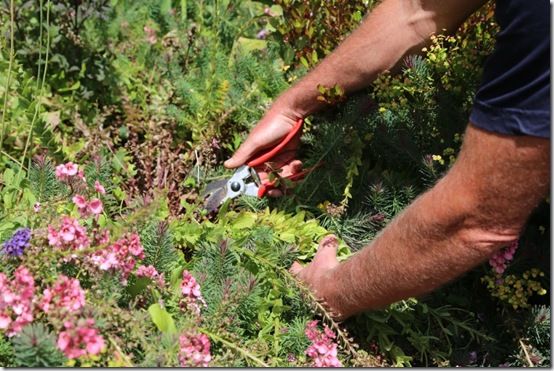 2 Cutting back diascia 