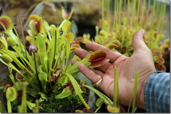 1 X Dionea Venus Fly Trap Indoor Carnivorous Plant Ideal for Home