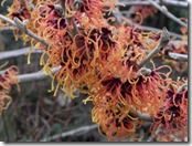 Hamamelis 'Glowing Embers'