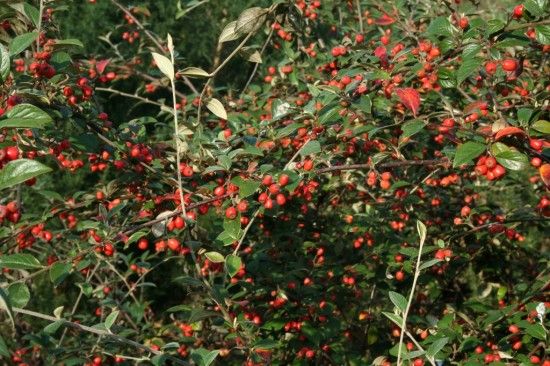 Cotoneaster franchettii