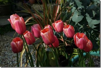 Tulipa 'Menton'