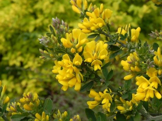 3 Genista 'Porlock' (1280x960)