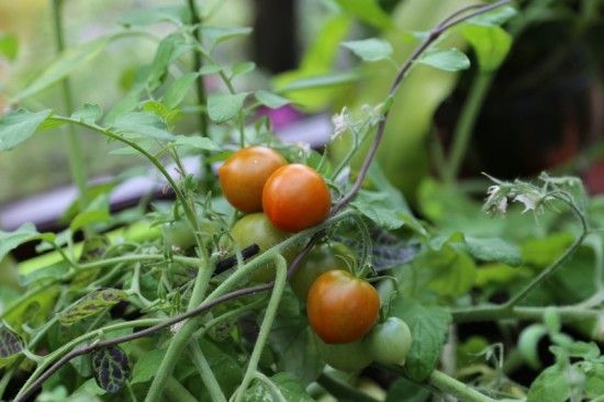 4 Tomato 'Tumbling Tom' (800x533)