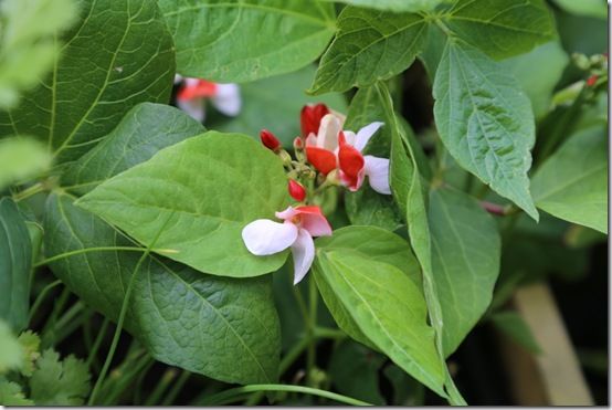 7 Runner Bean 'Hestia'