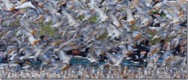 Knot and Oystercatchers at high tide roost Snettisham RSPB Reserve The Wash Norfolk summer, Focus, Focusing errors, Focusing, Bird, Movement, Panning, Lomg exposure, prefocus, Photography, Low Light, single point AF, continuous, AI servo, AF for tracking, pre-focus, David Tipling, Online course, 