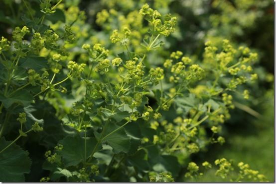 3 Alchemilla mollis 