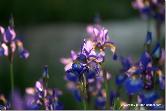 Irises at Charlotte Rowe's Show Garden this year Chelsea Flower Show