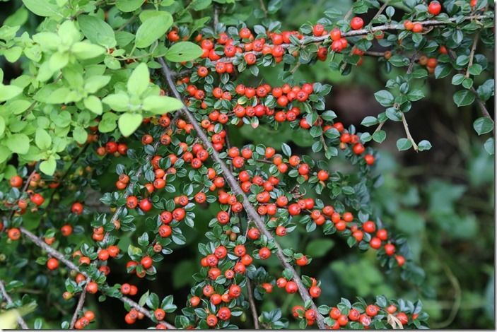 6 Cotoneaster horizontalis