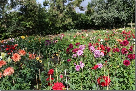 Gilbert's Dahlia Field 