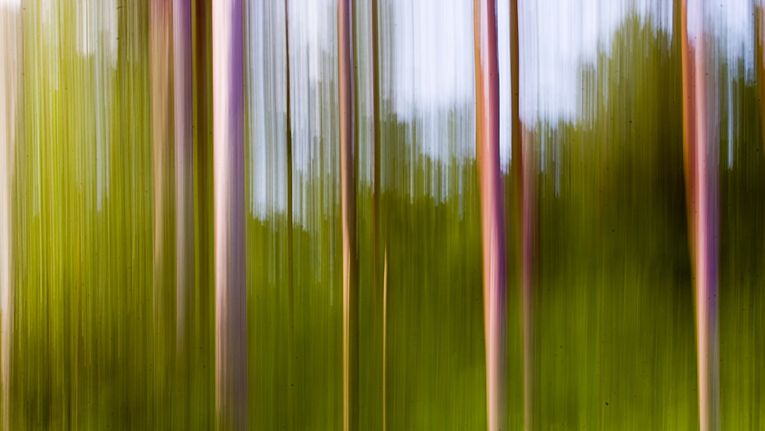 Motion blur with trees - The Photo Classroom