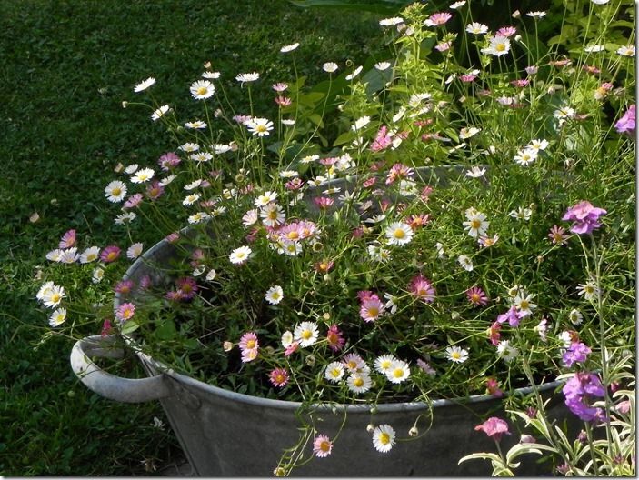 3 Erigeron karvinskianus