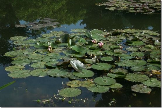 Waterlilies at Giverney 