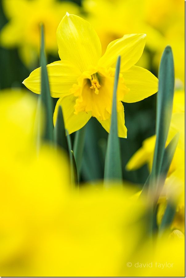 Springtime daffodil growing in an English country garden, Autofocus, Phase detection, AF point selection, Contrast detection, AF-S, One Shot mode, AI Servo, AF-C, predictive focus, Live View