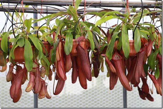 Nepenthes