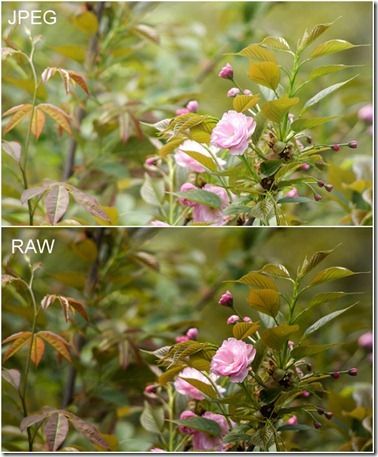 raw--jpeg-Compare