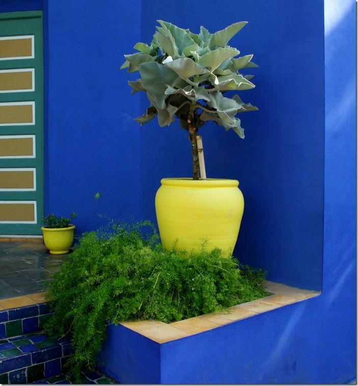 3 Citrus pots and vivid walls