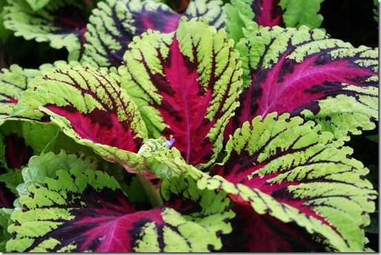 Coleus