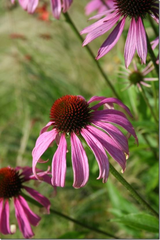 Echinacea purpurea